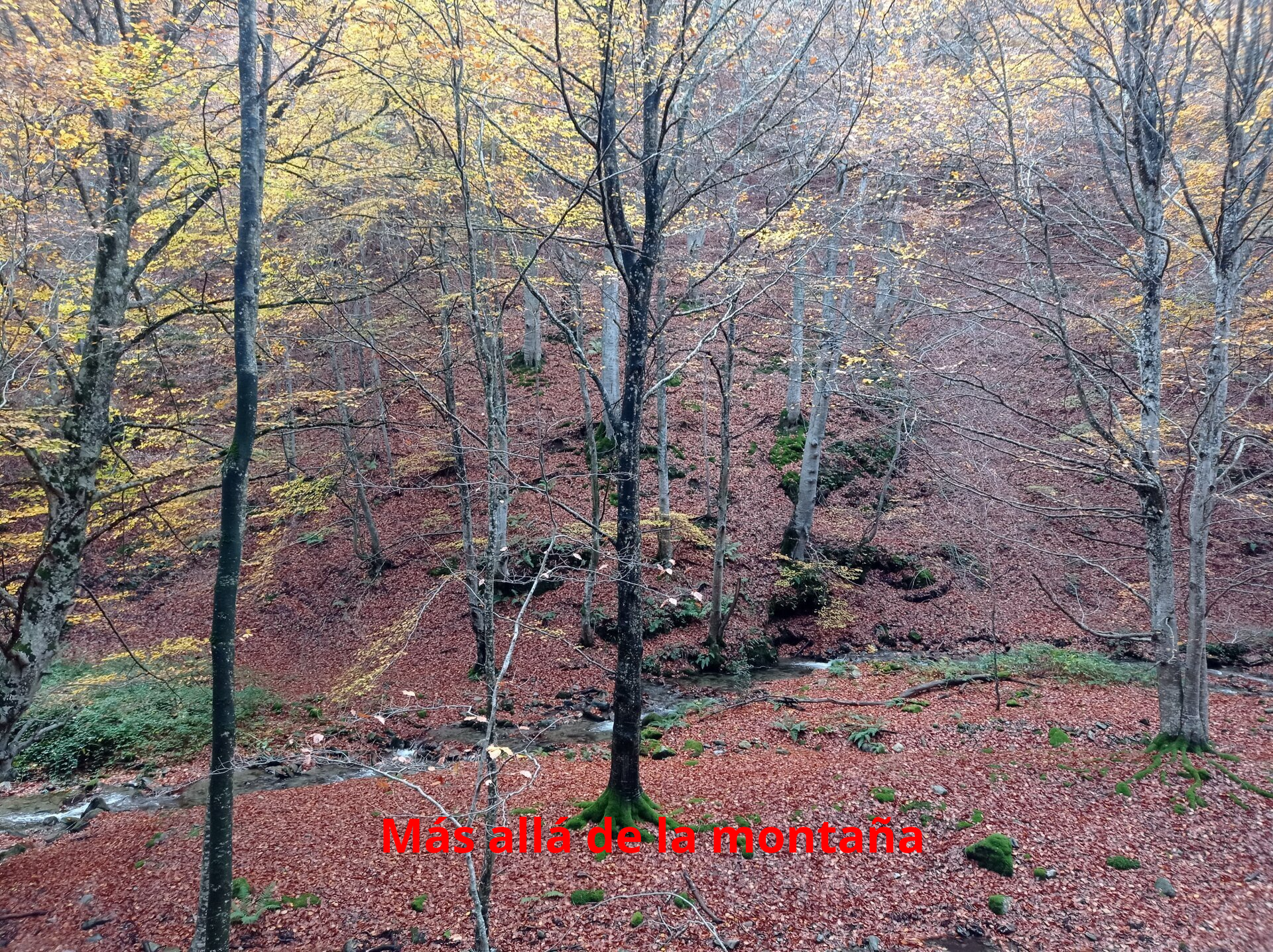 el camino va paralelo al rio por el hayedo del Rajao