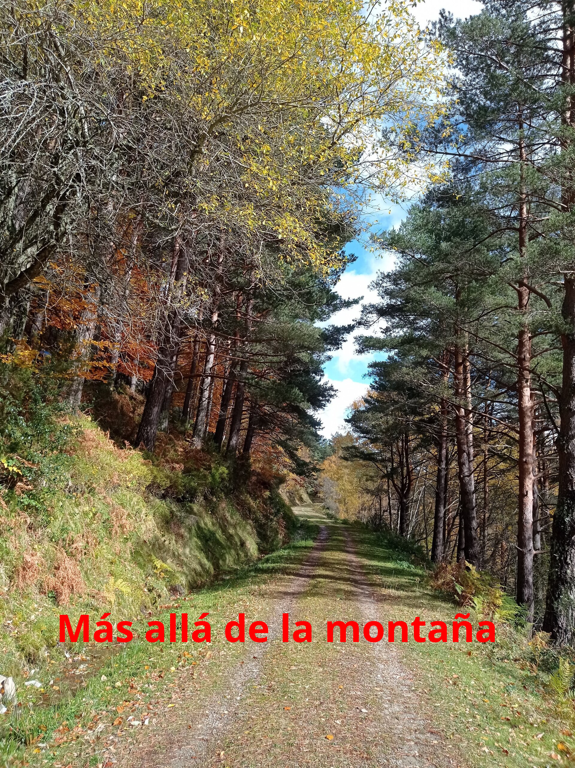 bosque de Pino Silvestre
