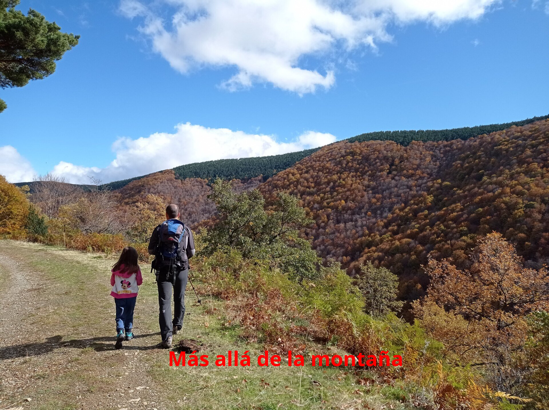 vistas del bosque de hayas en otoño