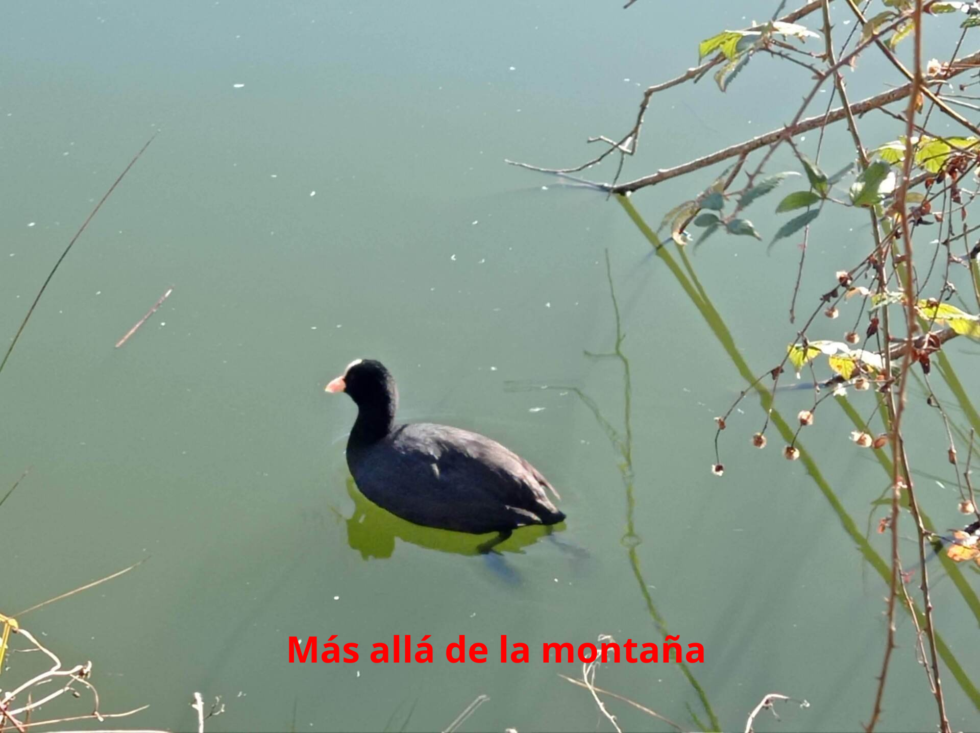 aves que se pueden observar en Paiaundi