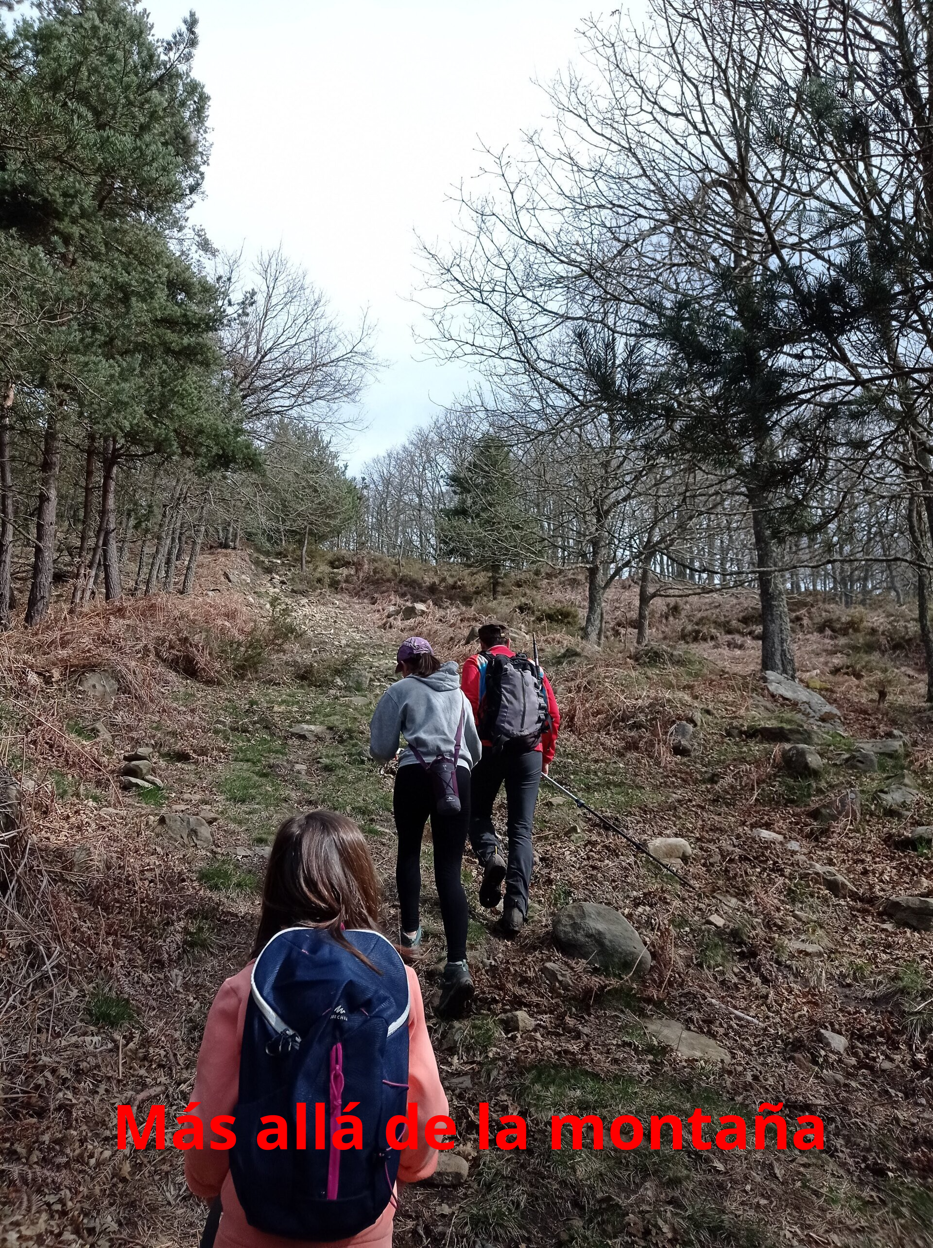 La subida por esta parte es dura entre pinos y robles.