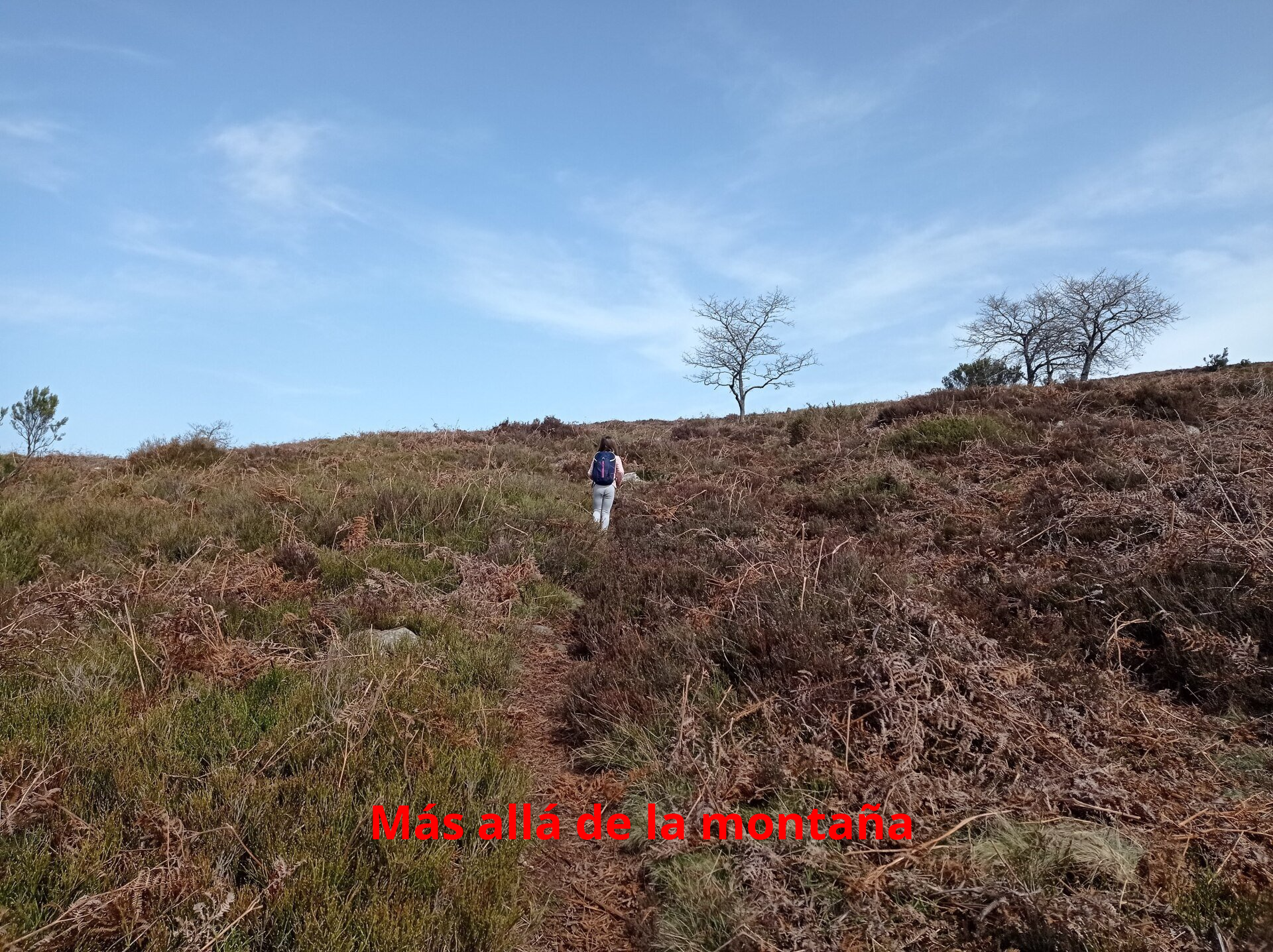 el bosque desaparece y aparece el helecho y el espino