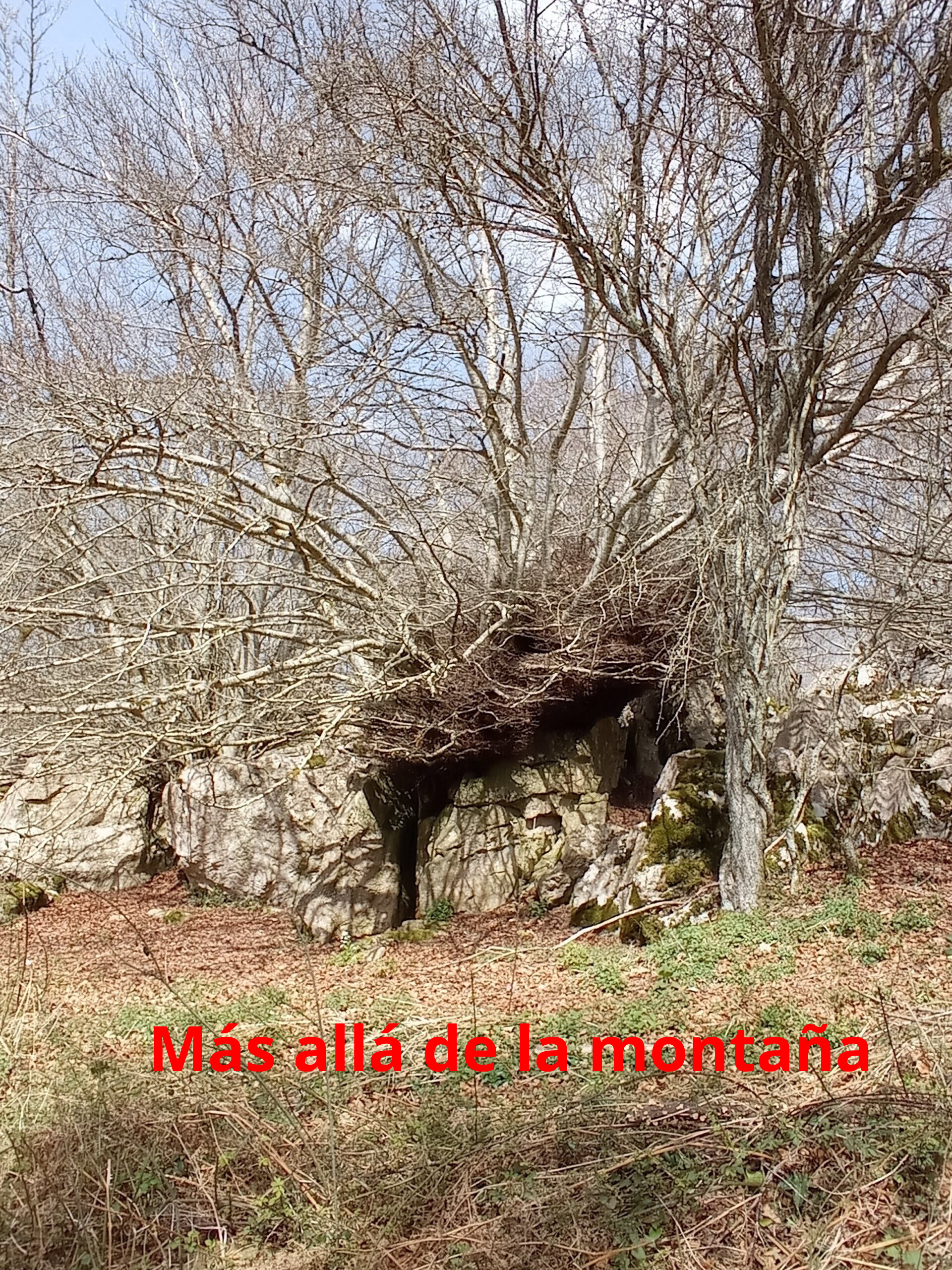 Pasamos por las rocas cubiertas de hayas y evitamos seguir por la derecha. Cogemos un sendero estrecho por la izquierda por un pinar