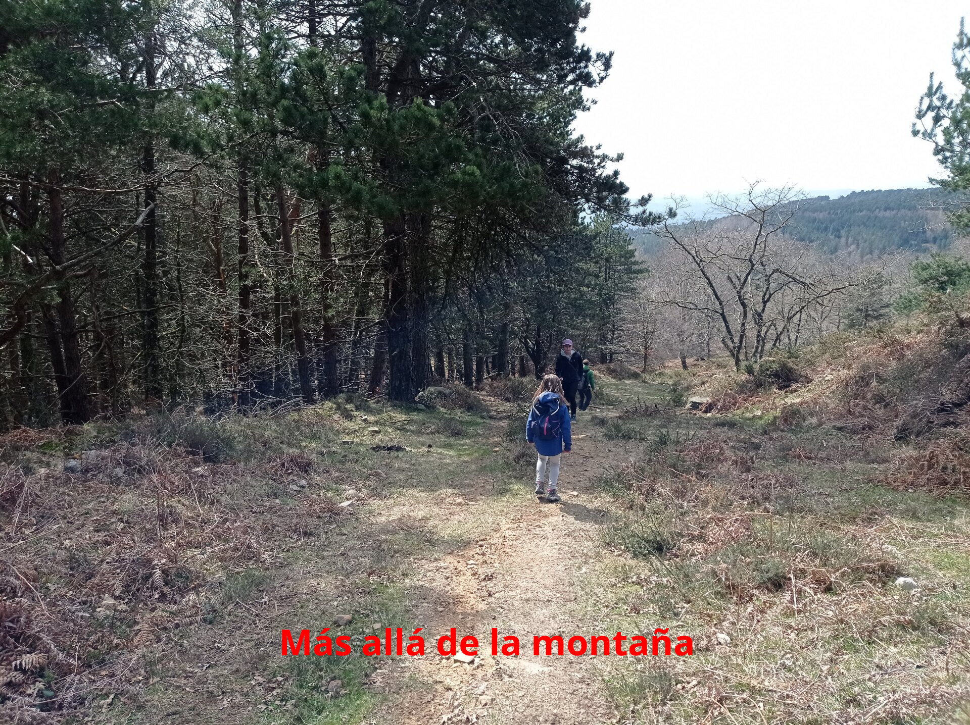 camino por el pinar