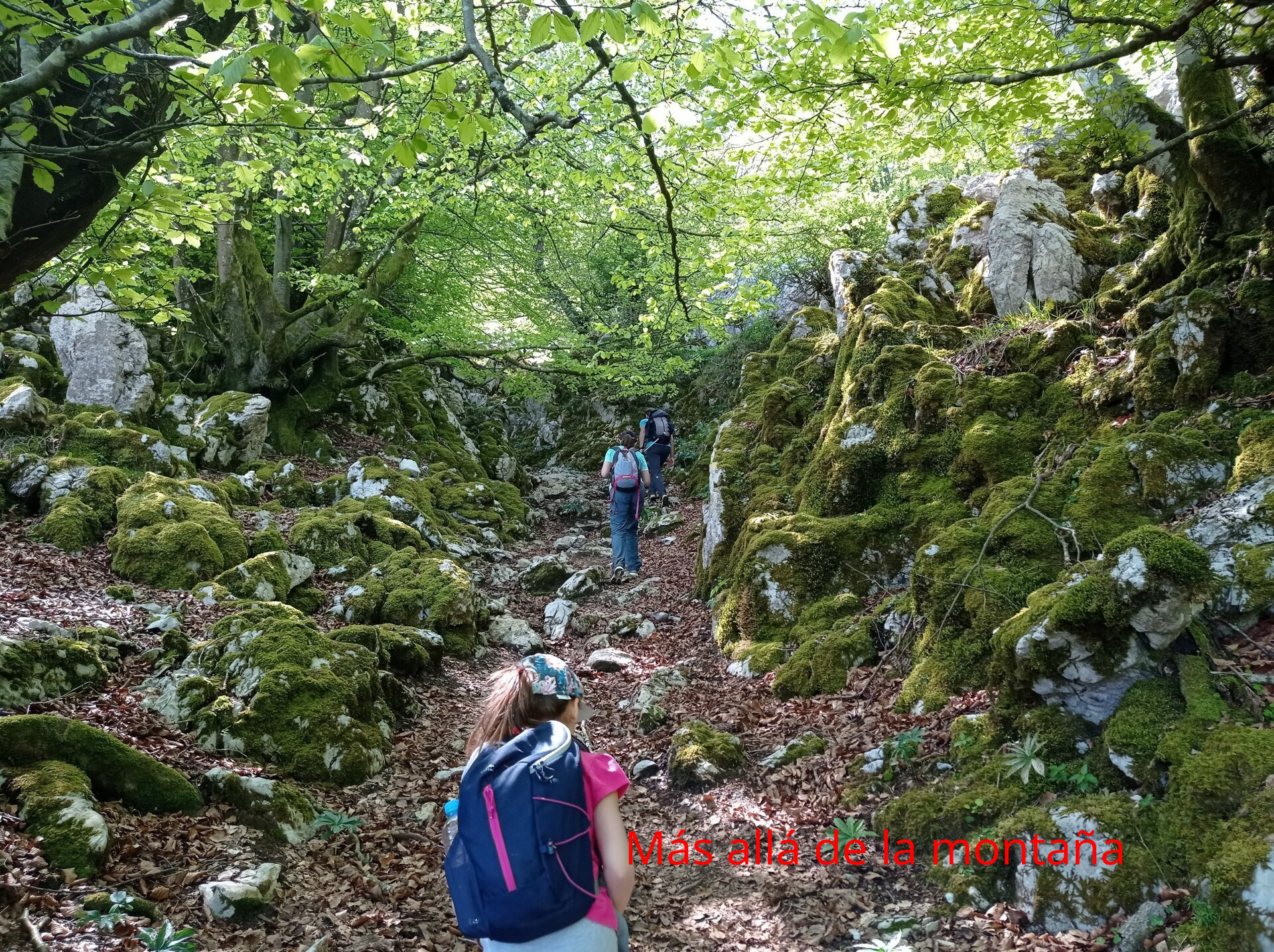 entramos en el hayedo y seguimos las marcas PR