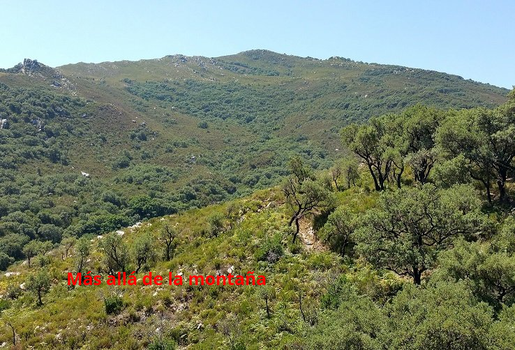 el bosque se abre, dejando paso a una zona de herrizas