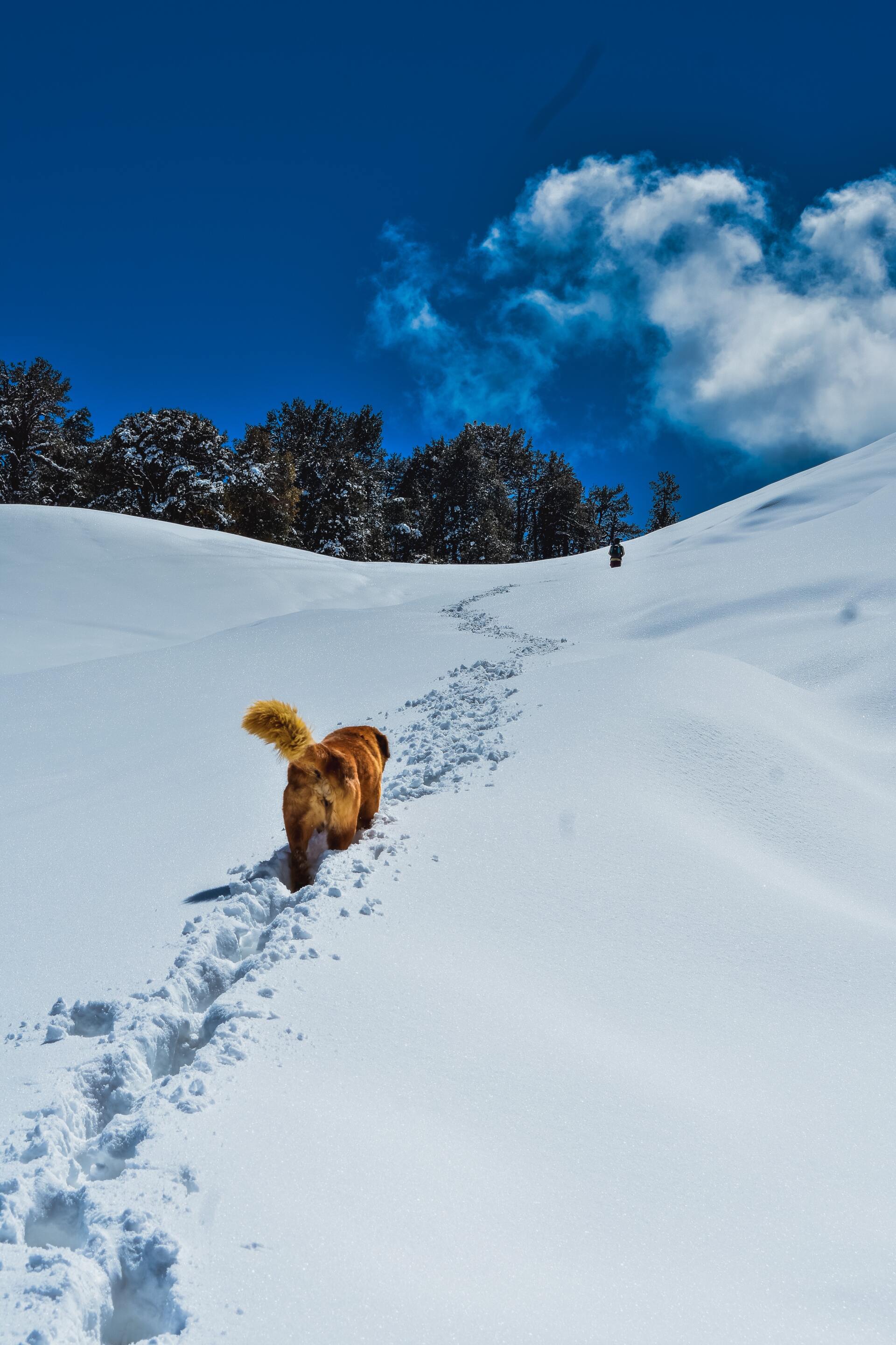 El estado físico del perro es muy importante para hacer senderismo