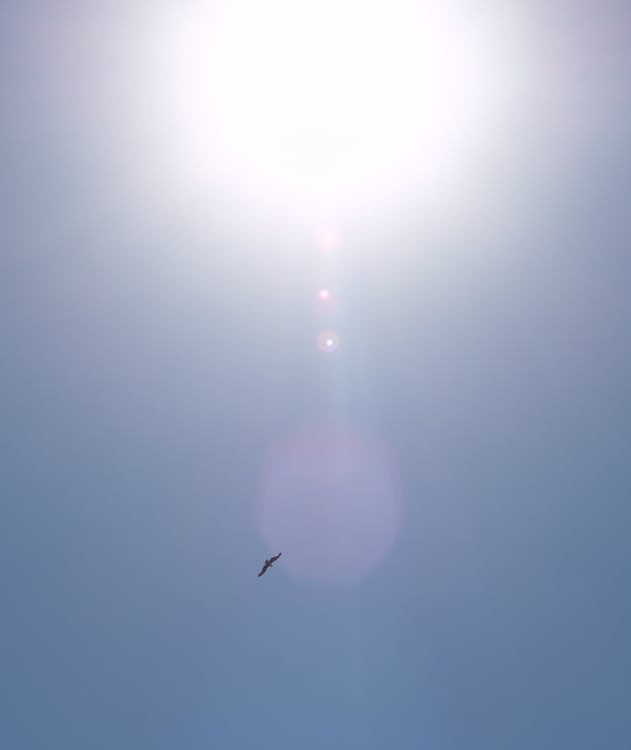 Sonnenblendung und Adler in Thermik