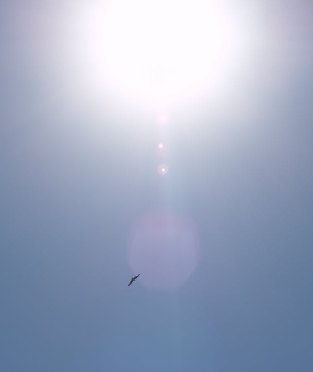 Ein paar Meter höher wäre der Vogel vermutlich nicht so gut zu sehen. Sonnenblendung und Adler in Thermik
