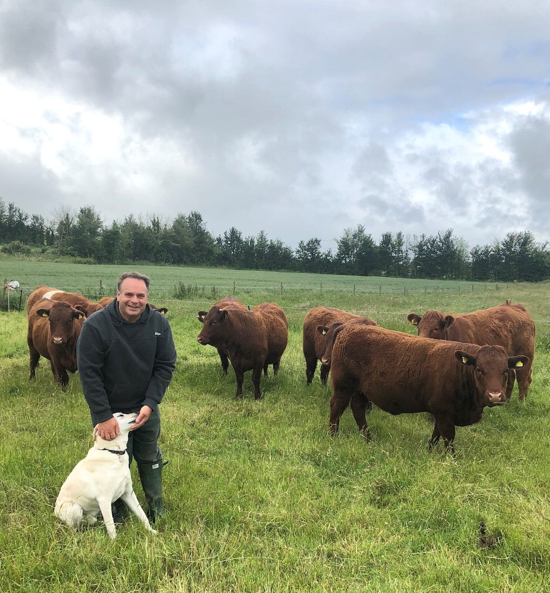 Neil Parish with cattle