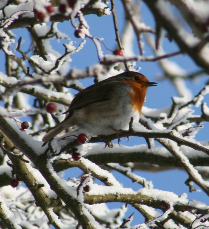 Singing robin on snowy branch