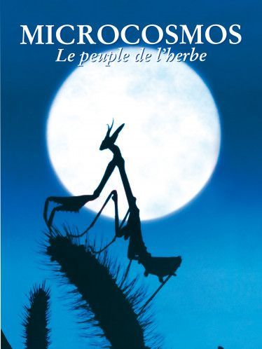 affiche Flow