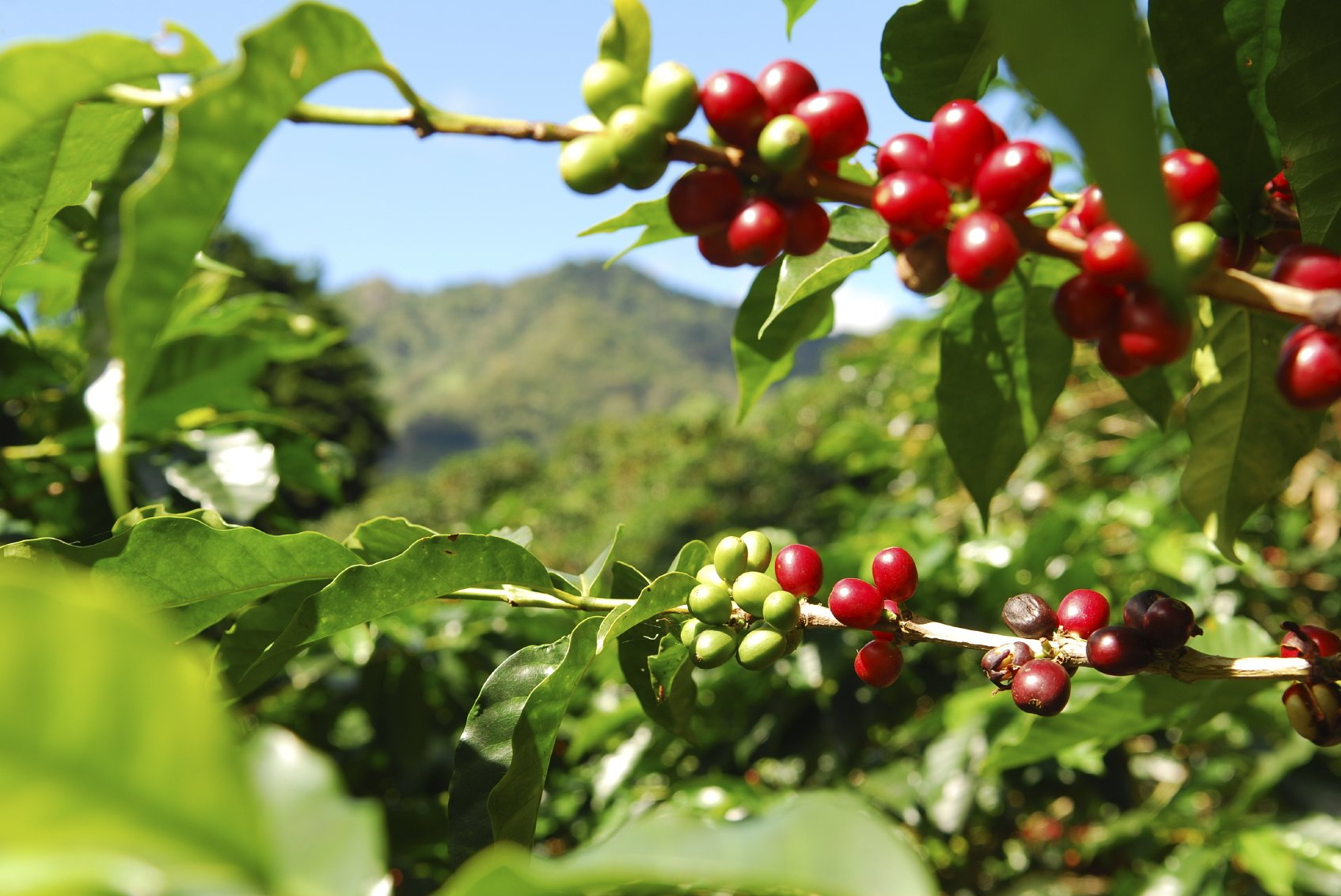 Coffee cherries on a plantation