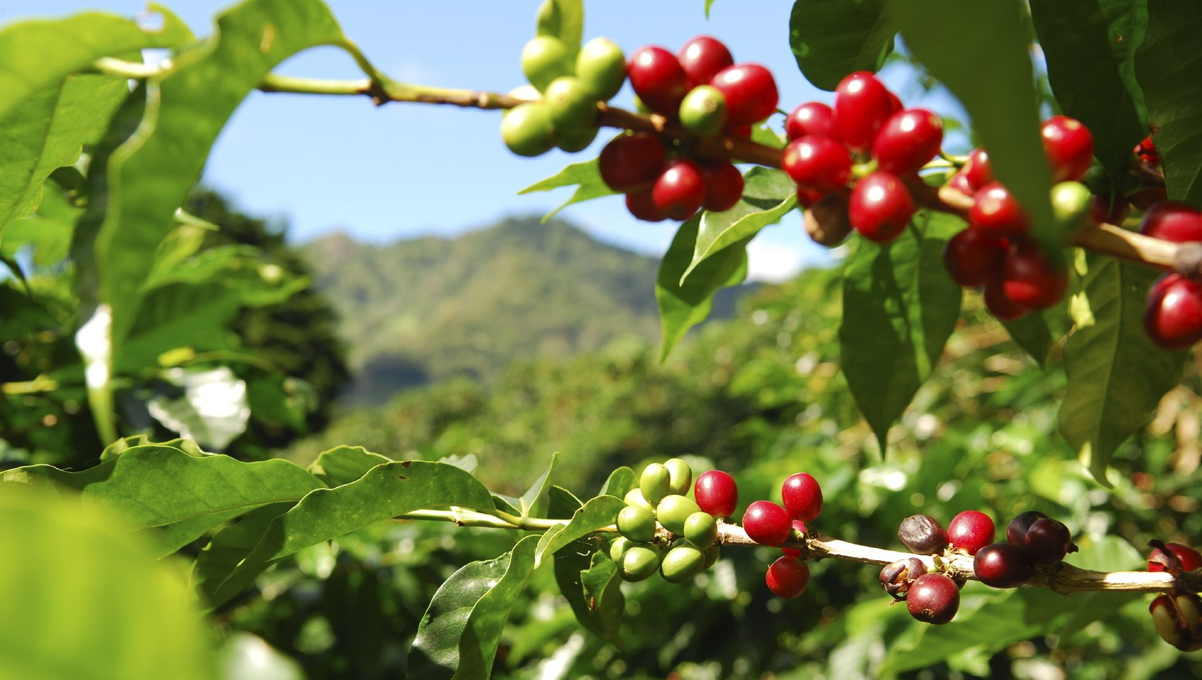 Specialty coffee farm
