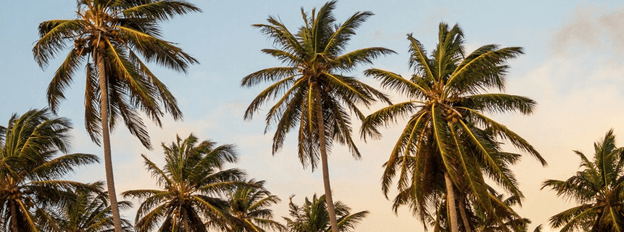 The growth of specialty coffee beans