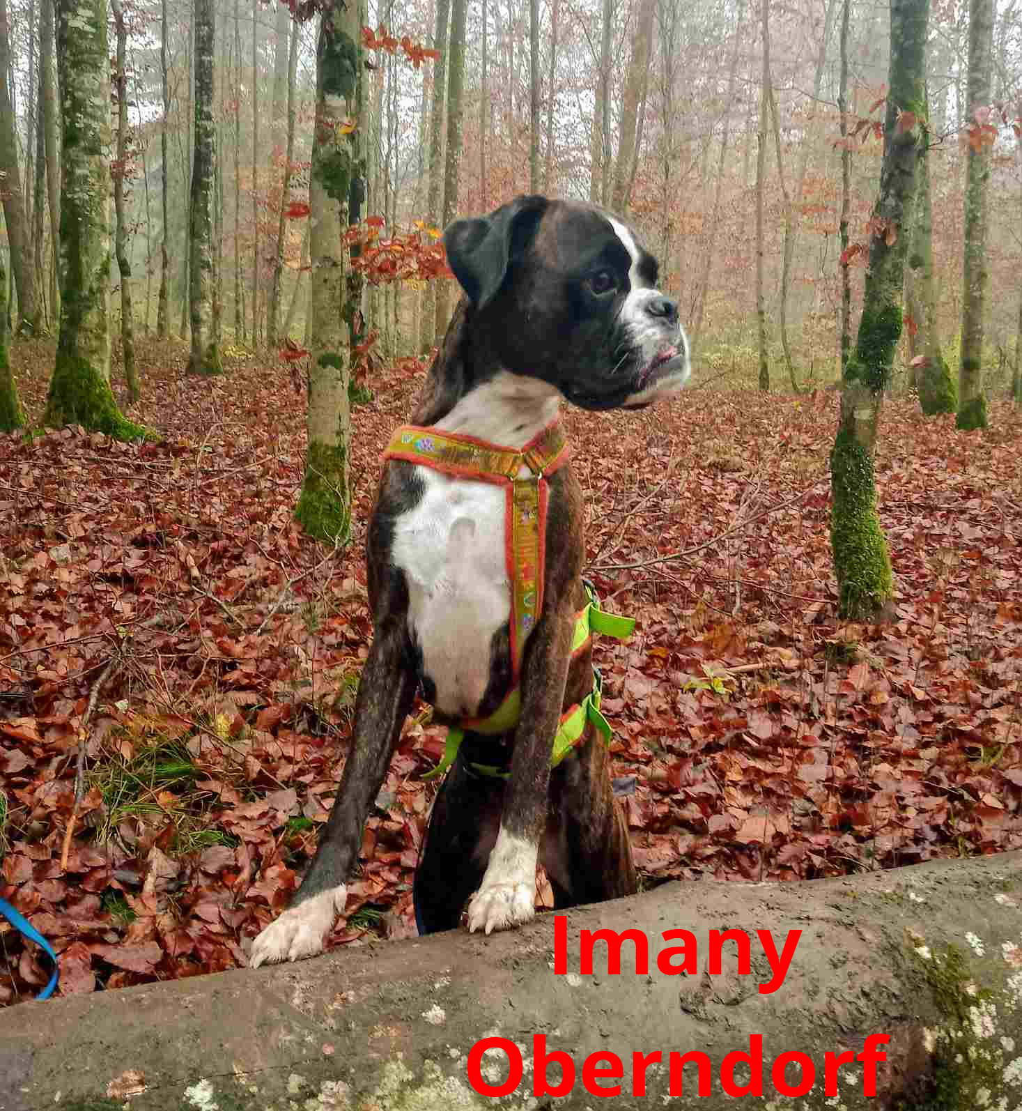 Imany Oberndorf