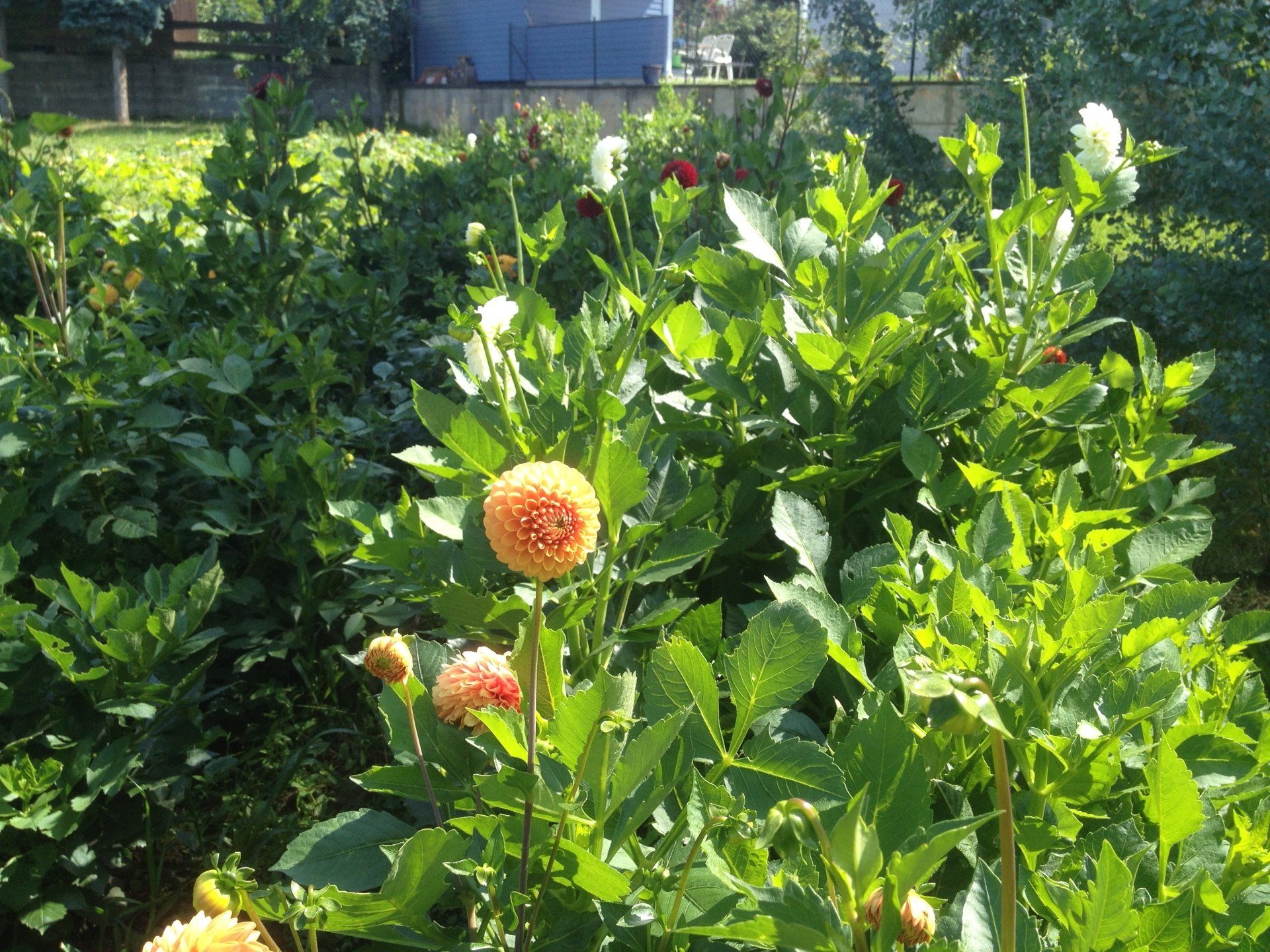 Dahlien Gärtnerei