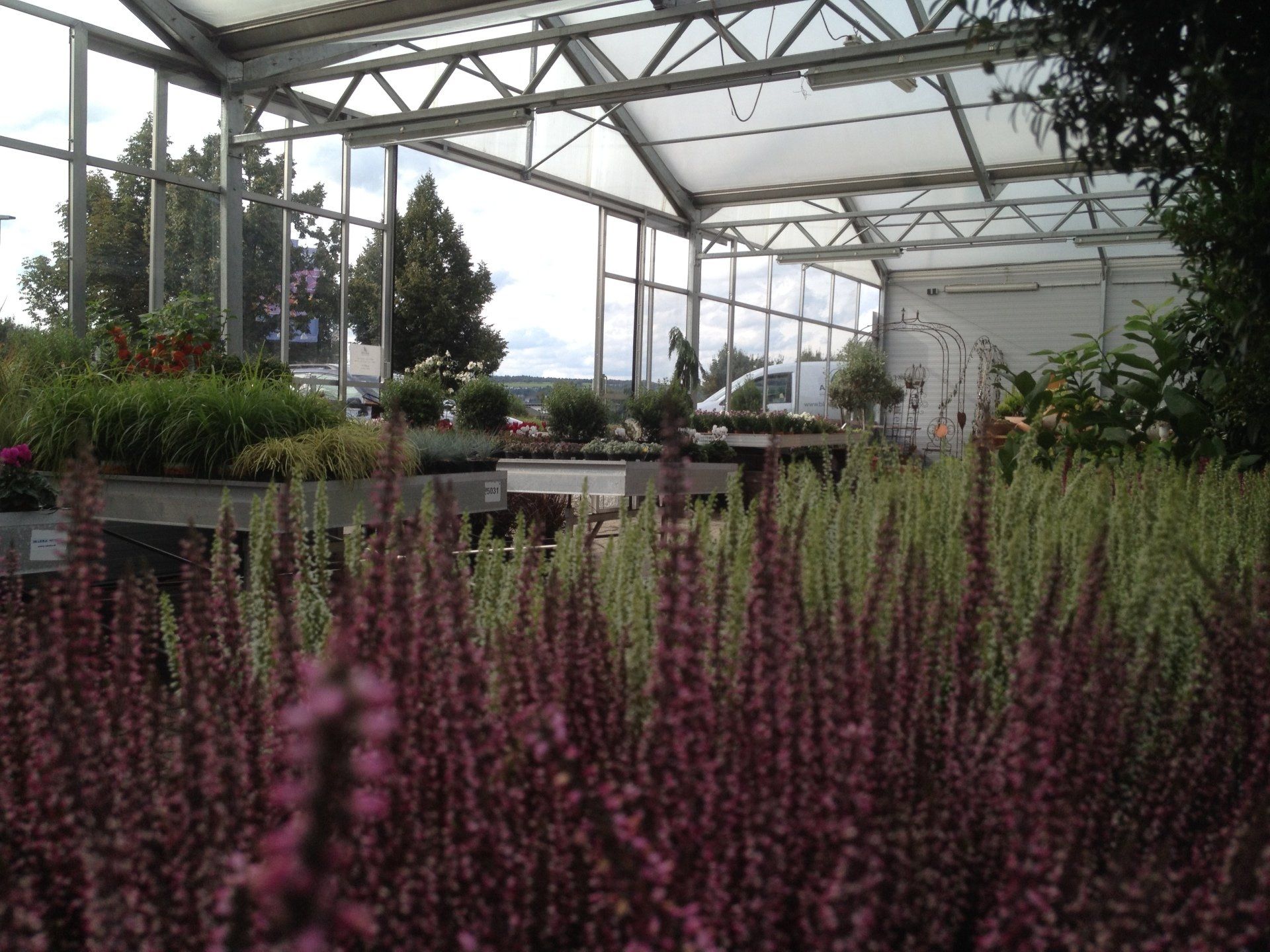 Erika Calluna Gewächshaus