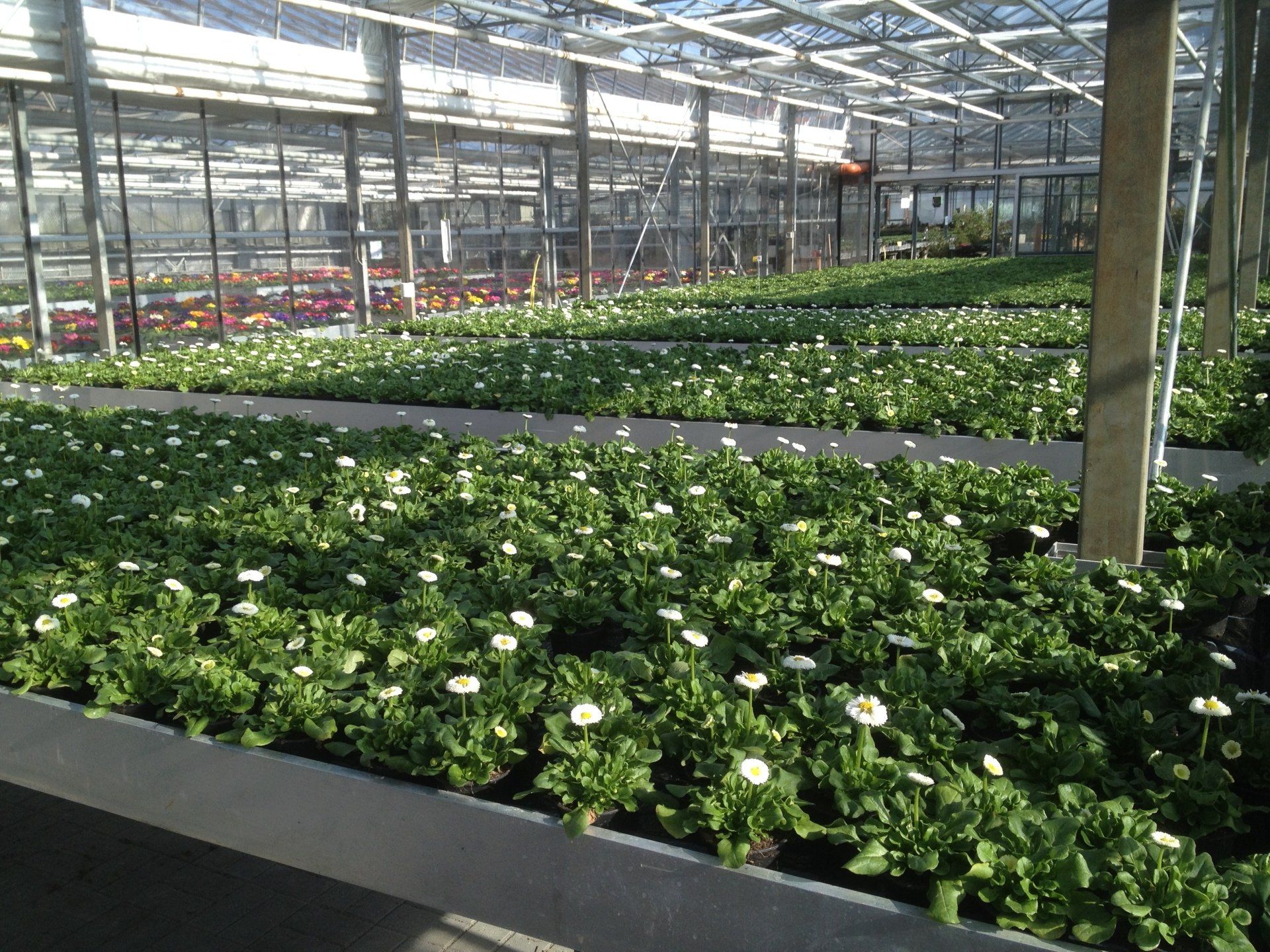 Bellis in Gewächshaus