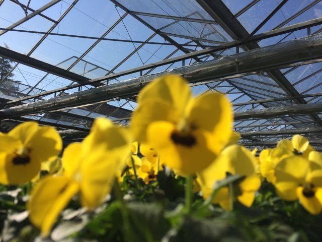 gelbe Stiefmütterchen in Gewächshaus