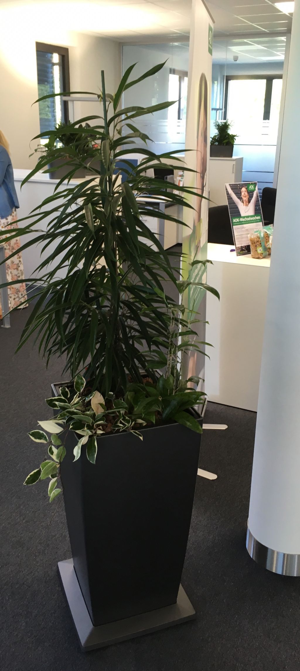 Hydrokultur Innenraumbegrünung Gärtnerei Arbeiter Mosbach