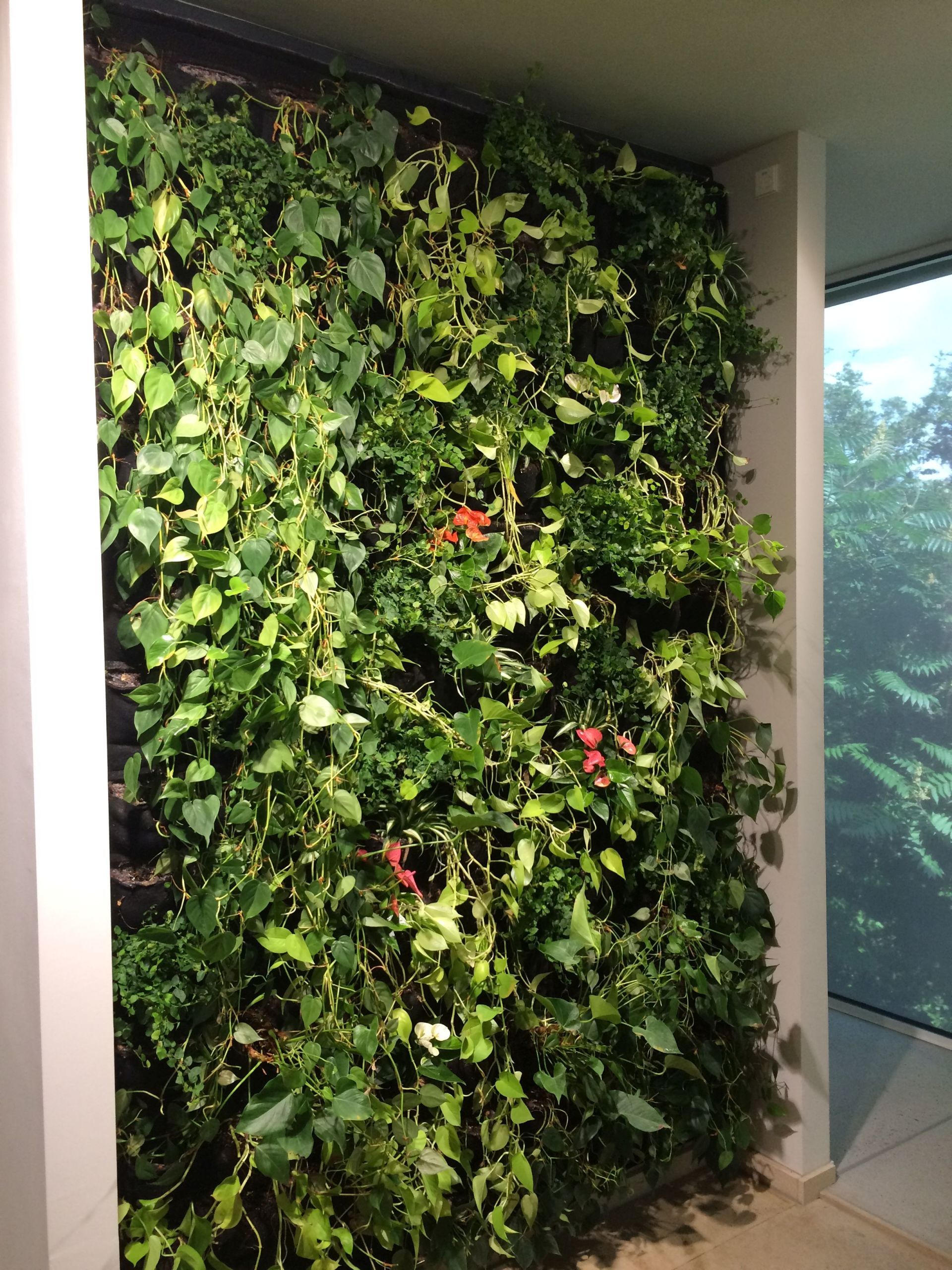 Hydrokultur Innenraumbegrünung Gärtnerei Arbeiter Mosbach