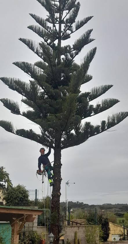 PODA EN ALTURA EN SEVILLA