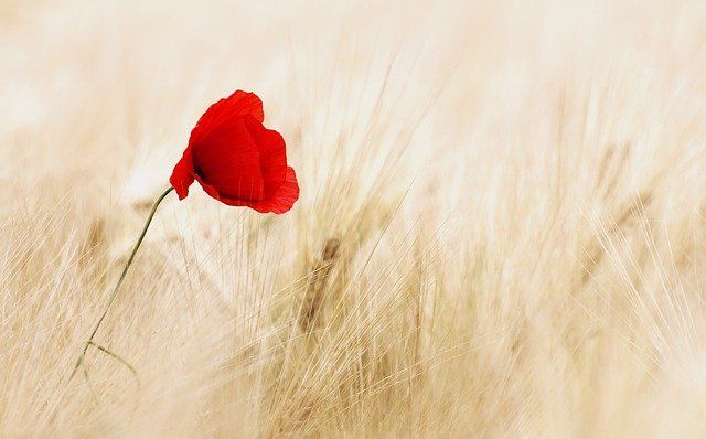 Mohnblume
