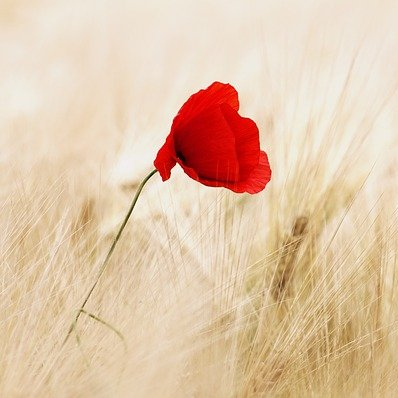 Mohnblume