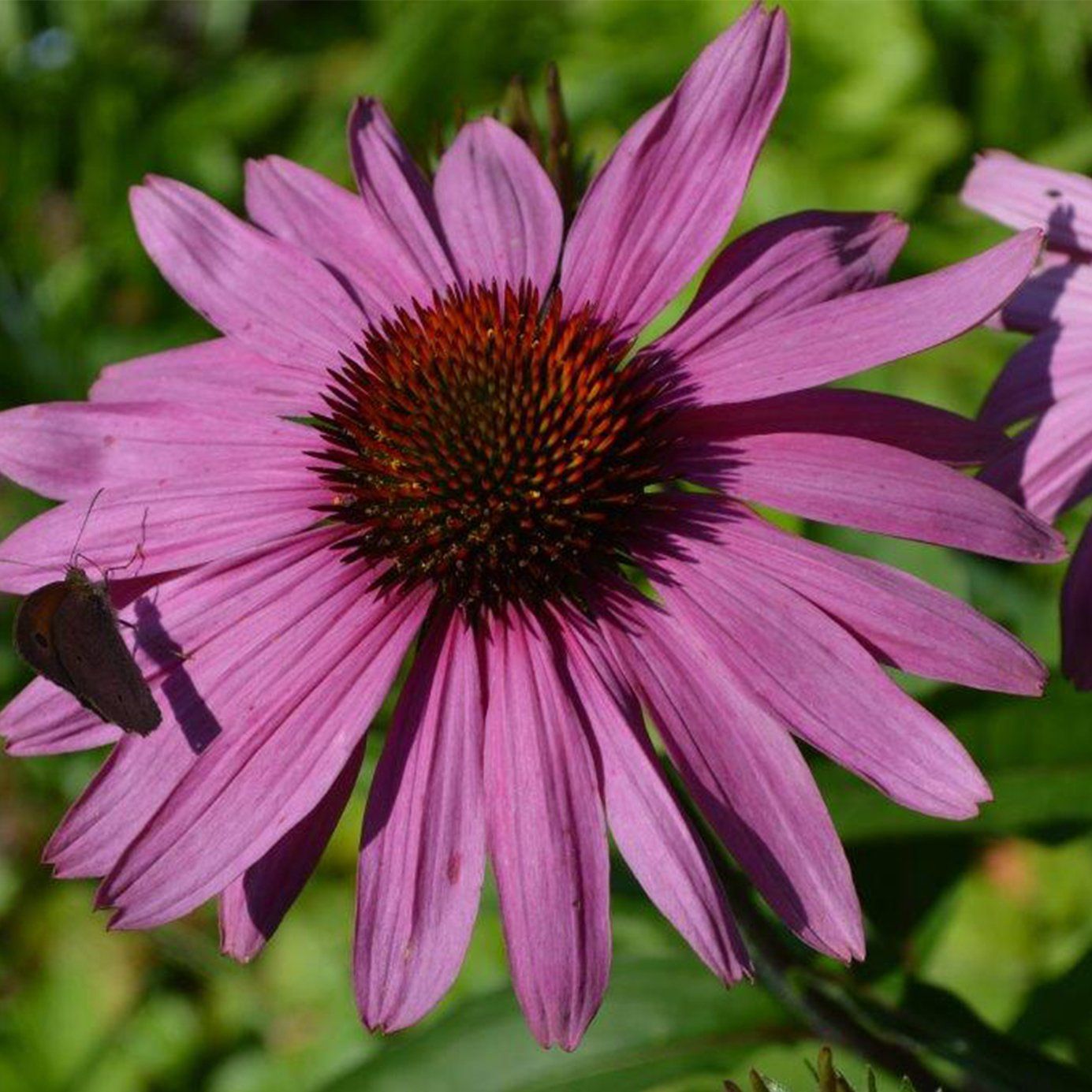 Echinacea