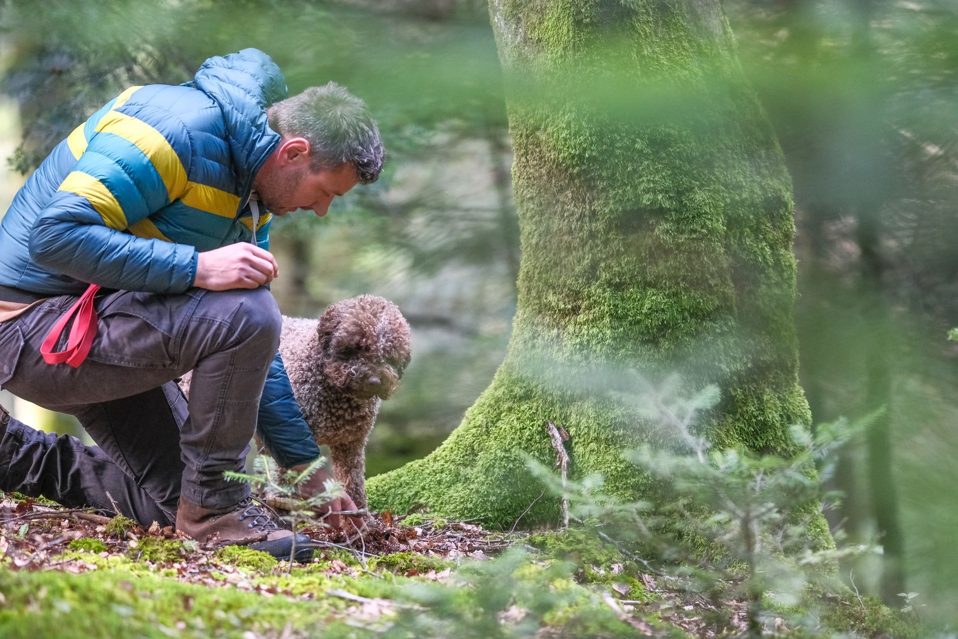 Lagotto Rhön