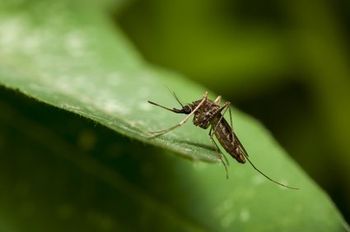 geniesen sie nur noch ihren Balkon Das Summen und stechen ist Vergangenheit!