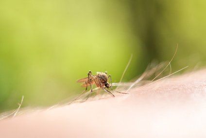 Schnake die gerade sticht