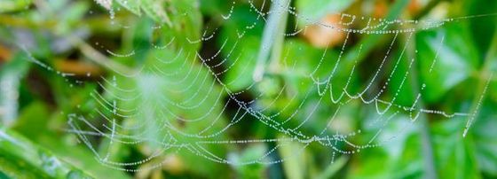 Spinne im Spinnennetz