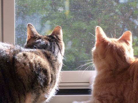 Unsere Schiebefenster und Türen bieten einen optimalen Katzenschutz