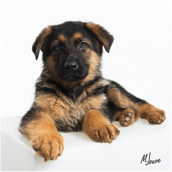 portrait studio d'animal, photo de chien en studio pre de chateaurenard