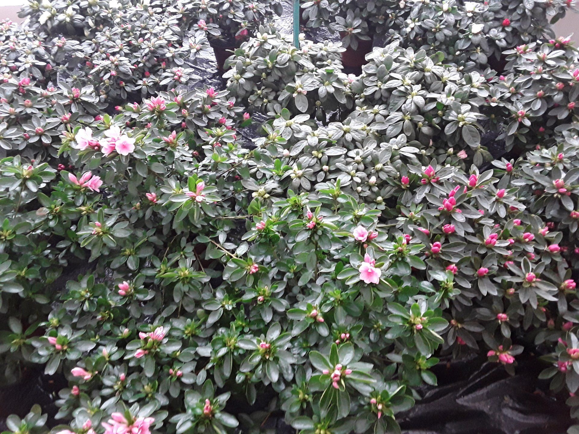 Schauen Sie auch in unser blühendes Weihnachtssterngewächshaus. Schauen Sie auch in unser blühendes Weihnachtssterngewächshaus.