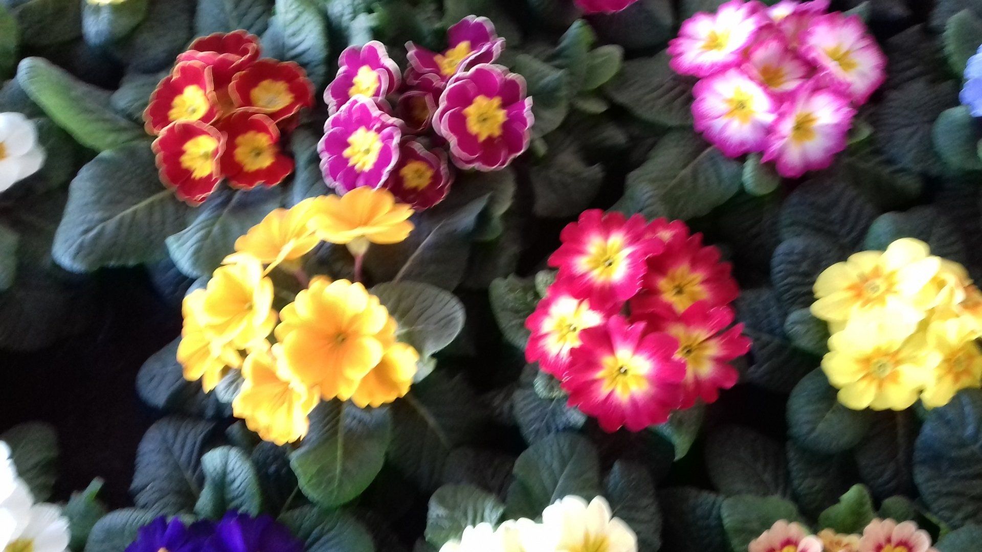 Schauen Sie auch in unser blühendes Weihnachtsstern Gewächshaus. Schauen Sie auch in unser blühendes Weihnachtsstern Gewächshaus.