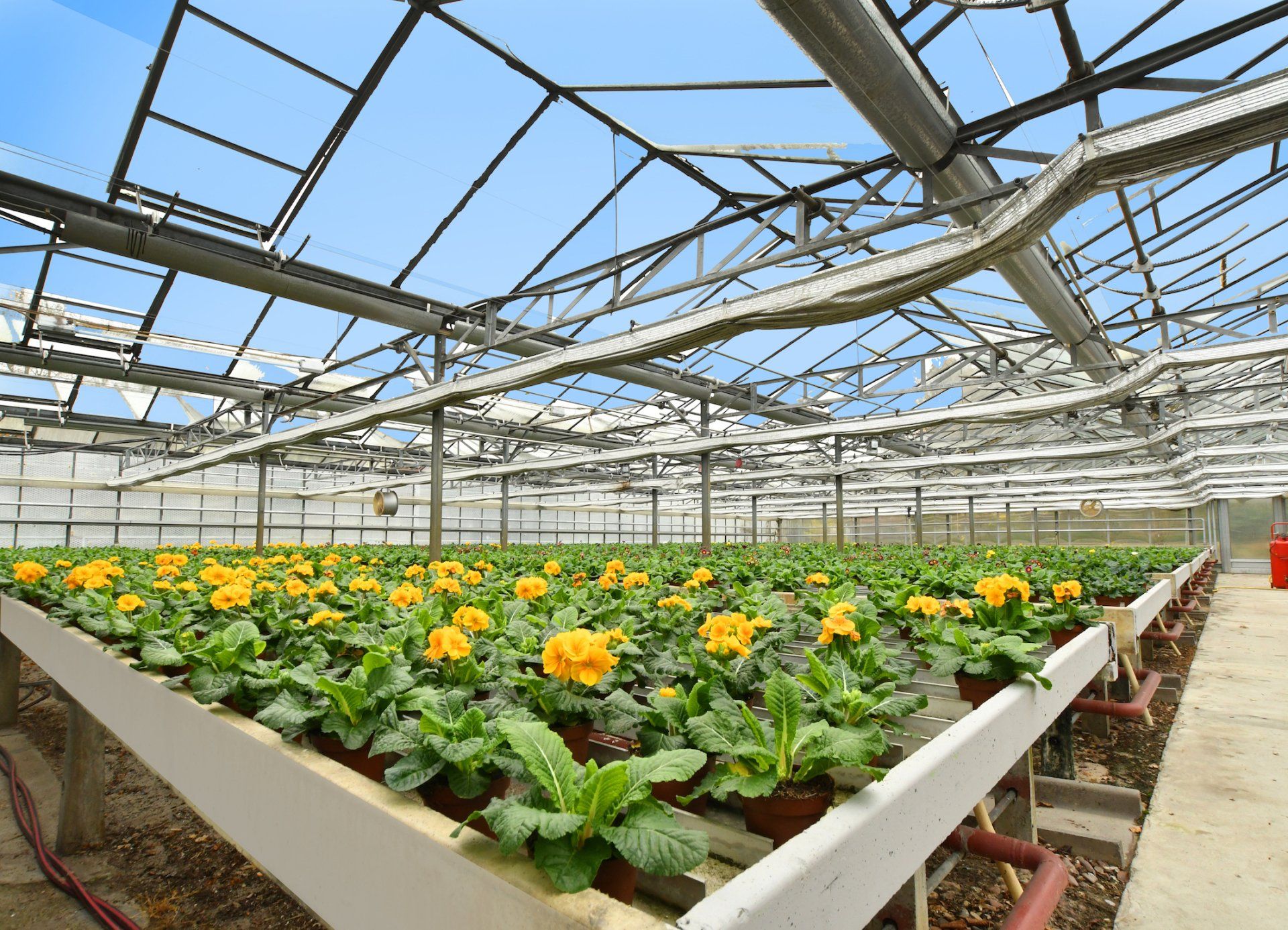 Wir produzieren in unseren Gewächshäusern auf einer Fläche von ca. 10.000 Quadratmetern