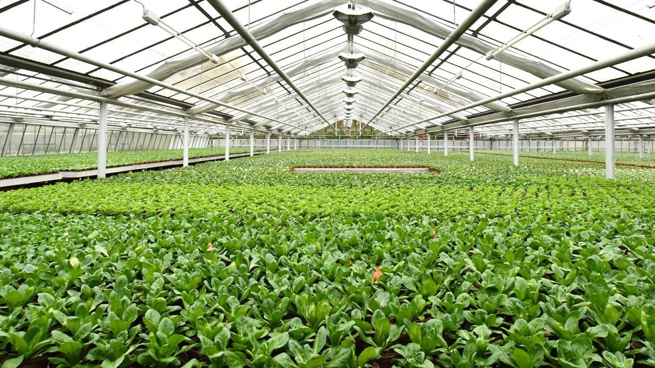 Wir produzieren in unseren Gewächshäusern auf einer Fläche von ca. 10.000 Quadratmetern