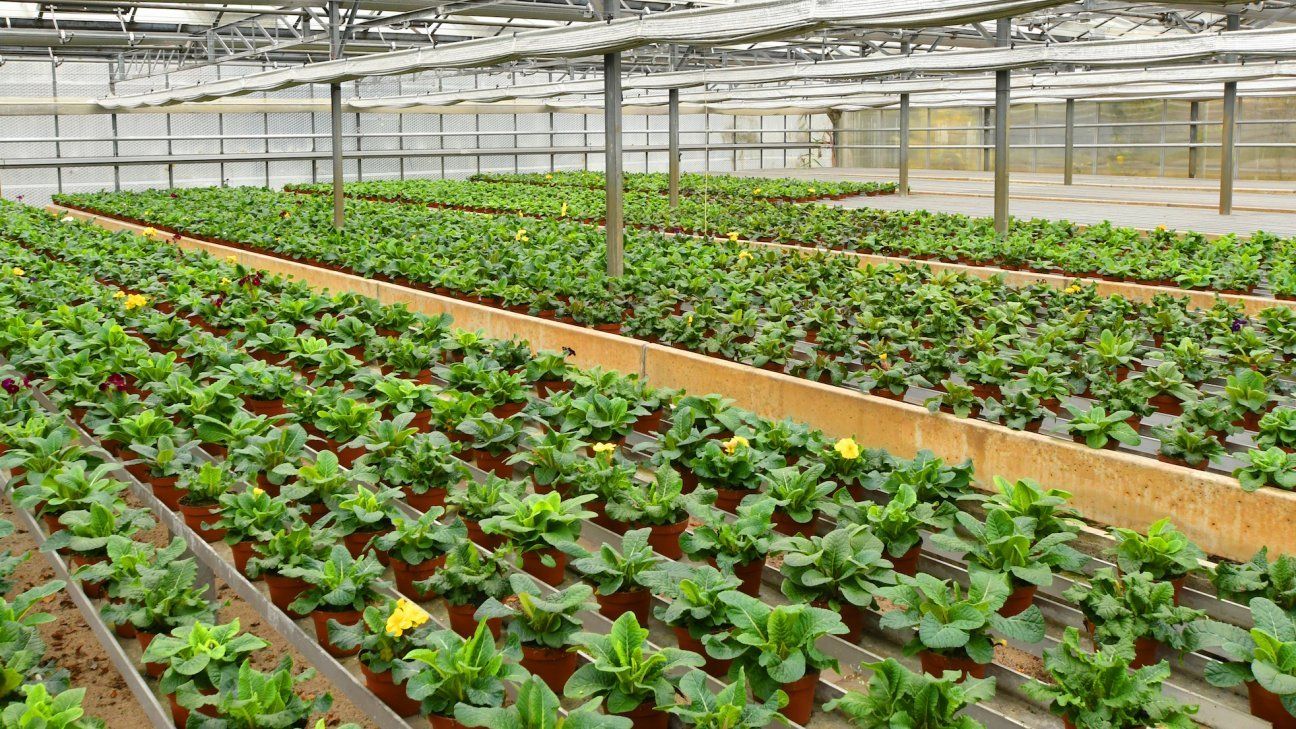 Wir produzieren in unseren Gewächshäusern auf einer Fläche von ca. 10.000 Quadratmetern