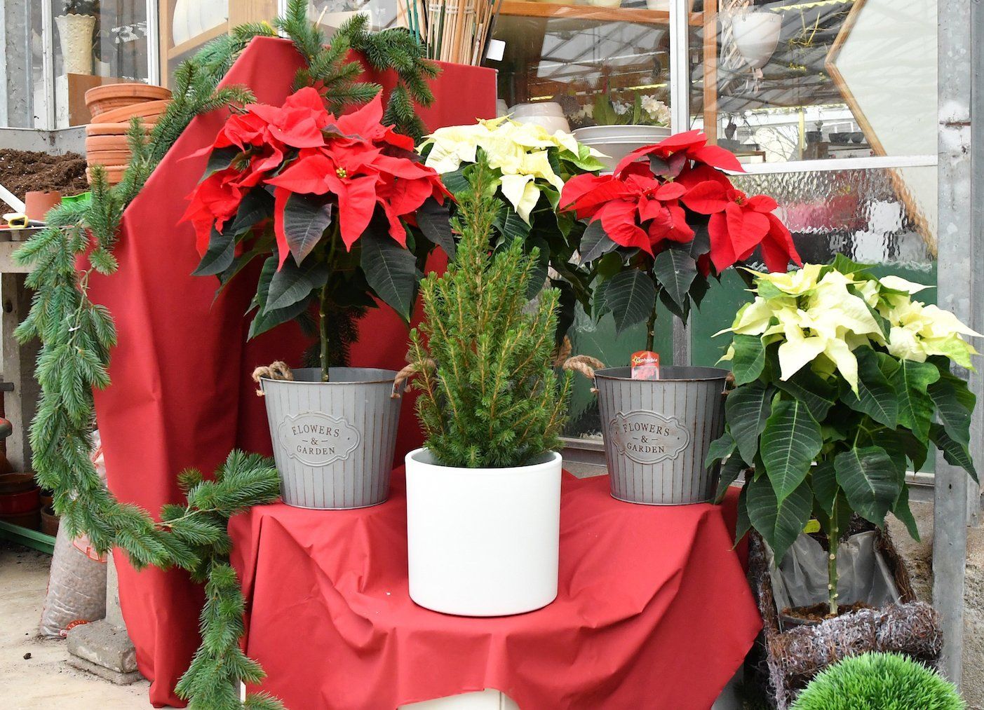 Schauen Sie auch in unser blühendes Weihnachtsstern Gewächshaus. Schauen Sie auch in unser blühendes Weihnachtsstern Gewächshaus.