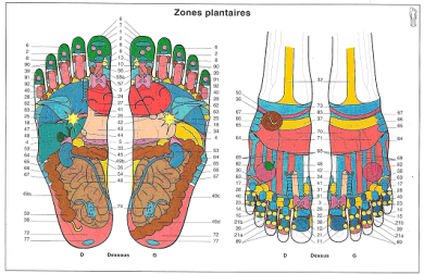 les zones réflexes
