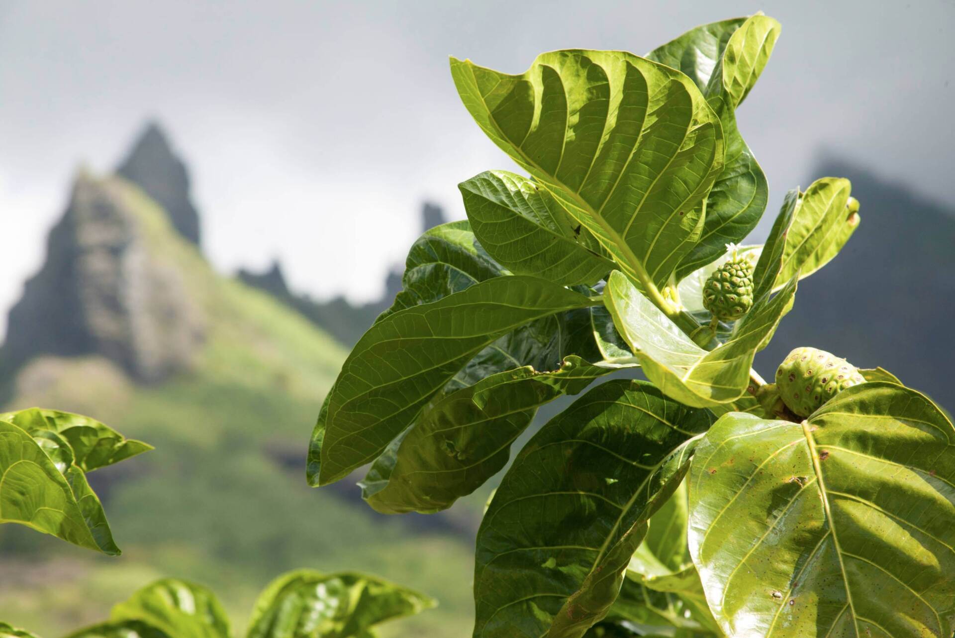 Noni, Nonifrucht, Tahiti, Nonibaum, Noniblatt