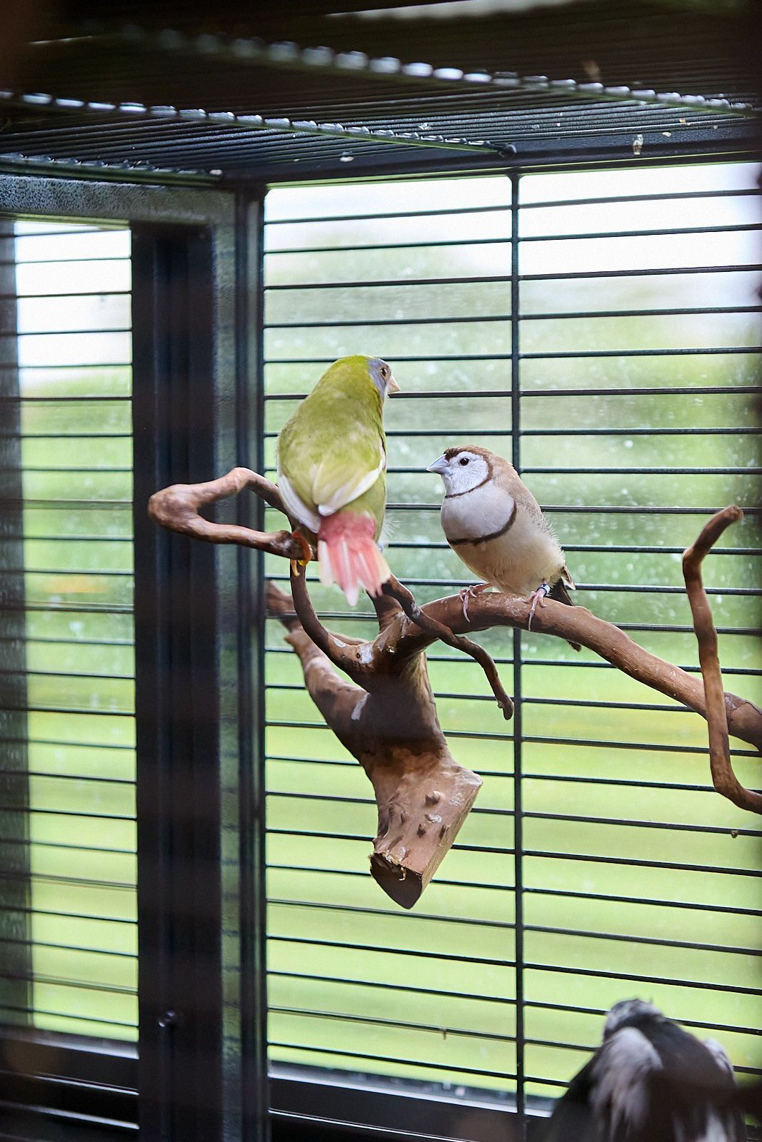 Oiseaux en cage