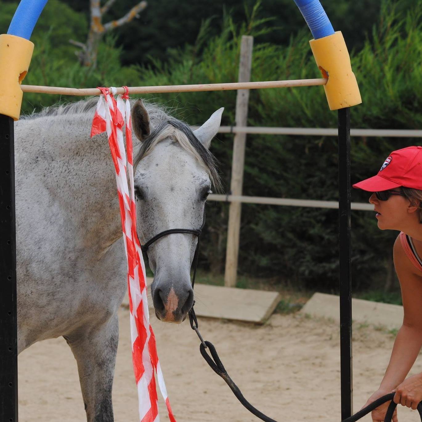 médiation équine, développement personnel équithérapie, équicie, équicoaching, équimotricité,