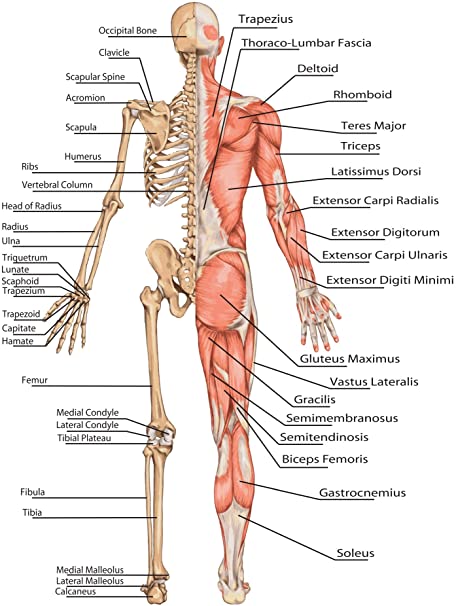 Anatomofisiologia Yoga