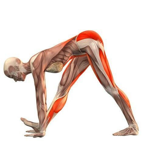 Anatomia delle asana