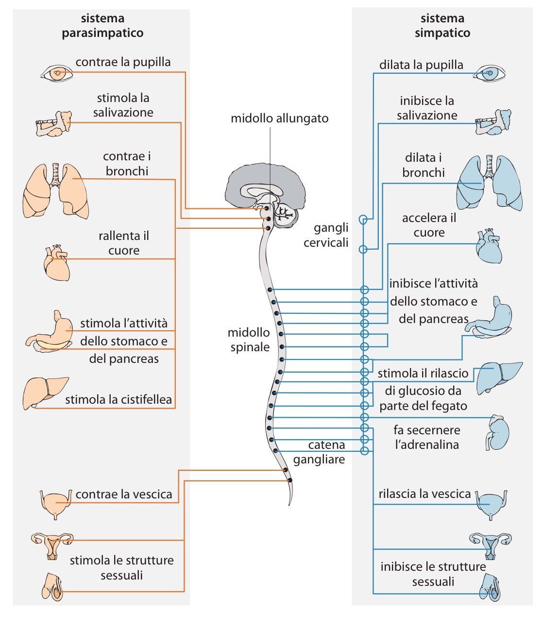 Nervoso autonomo