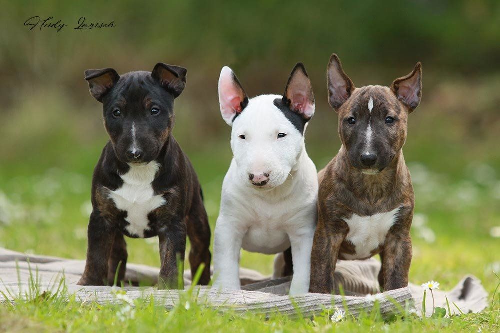 Nachzucht New Action Khaleesi & A Jovi-Yaminibull